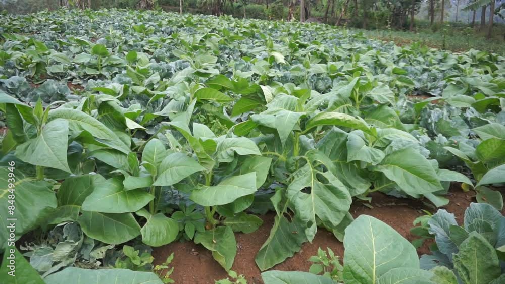 green tobacco plantation in the mountain hills in the afternoon green tobacco plantation in the mountain hills in the afternoon