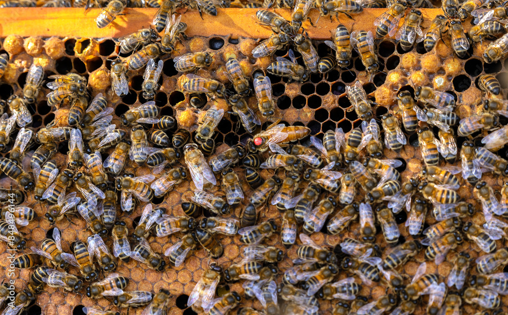 Close-Up of Busy Bees on a Honeycomb Frame Close-Up of Busy Bees on a Honeycomb Frame