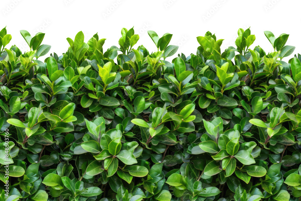 Green bush or wall of shrubs isolated on white background. Green leaves wall with clipping path Green bush or wall of shrubs isolated on white background. Green leaves wall with clipping path