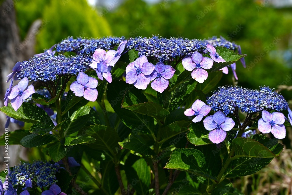 Hydrangea flowers. Early summer flowers, seasonal flower background material. Hydrangea flowers. Early summer flowers, seasonal flower background material.