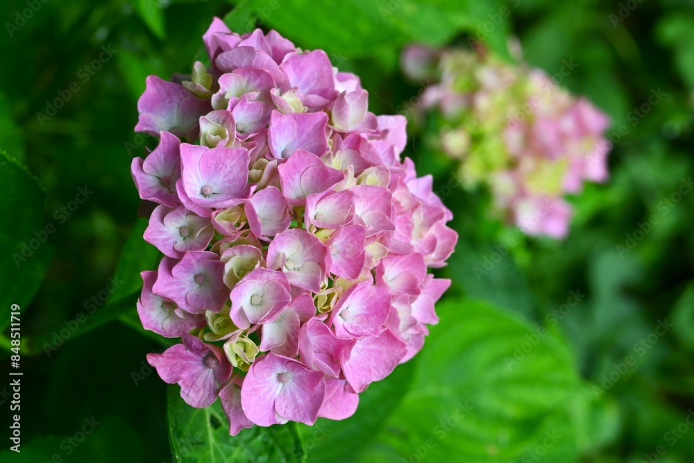 Hydrangea flowers. Early summer flowers, seasonal flower background material. Hydrangea flowers. Early summer flowers, seasonal flower background material.