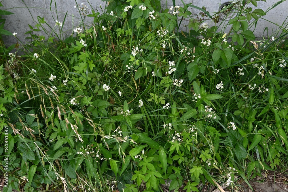 Fototapeta premium Fragrant false garlic (Nothoscordum gracile) flowers. Amaryllidaceae evergreen perennial bulbous plants. A weed that grows on roadsides, etc., it blooms with six-petaled white flowers in early summer.