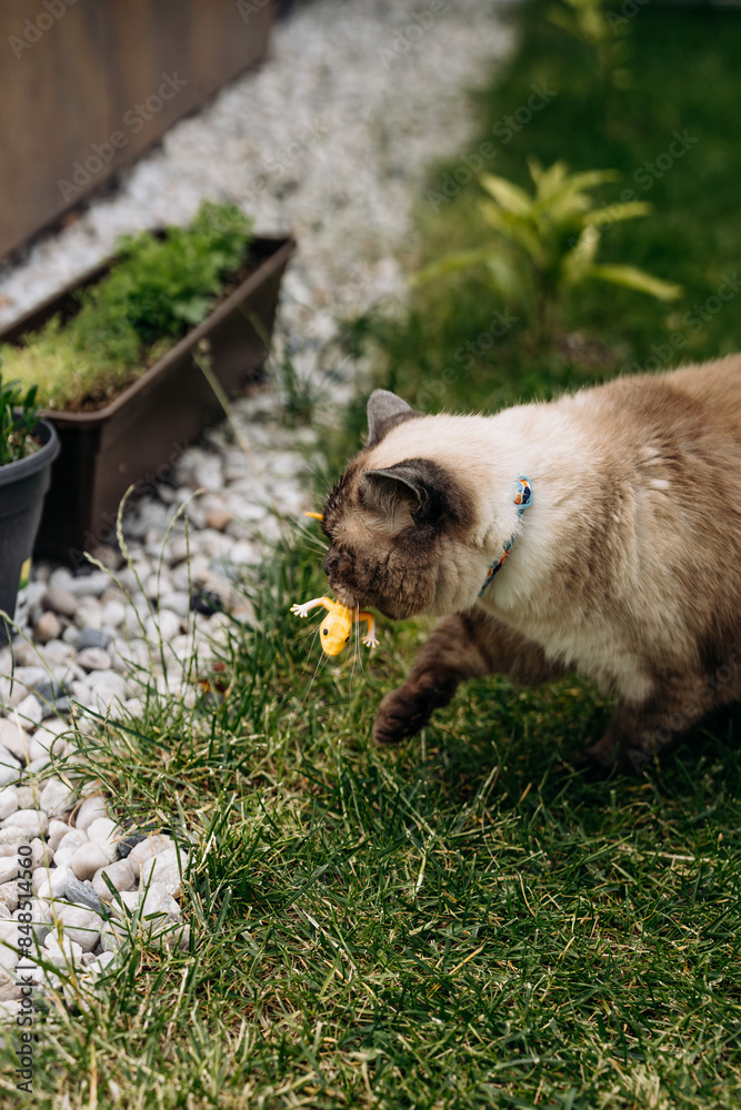 custom made wallpaper toronto digitalAdorable Scottish Straight Chocolate Point Cat Enthusiastically Captures a Lizard in Vibrant Garden