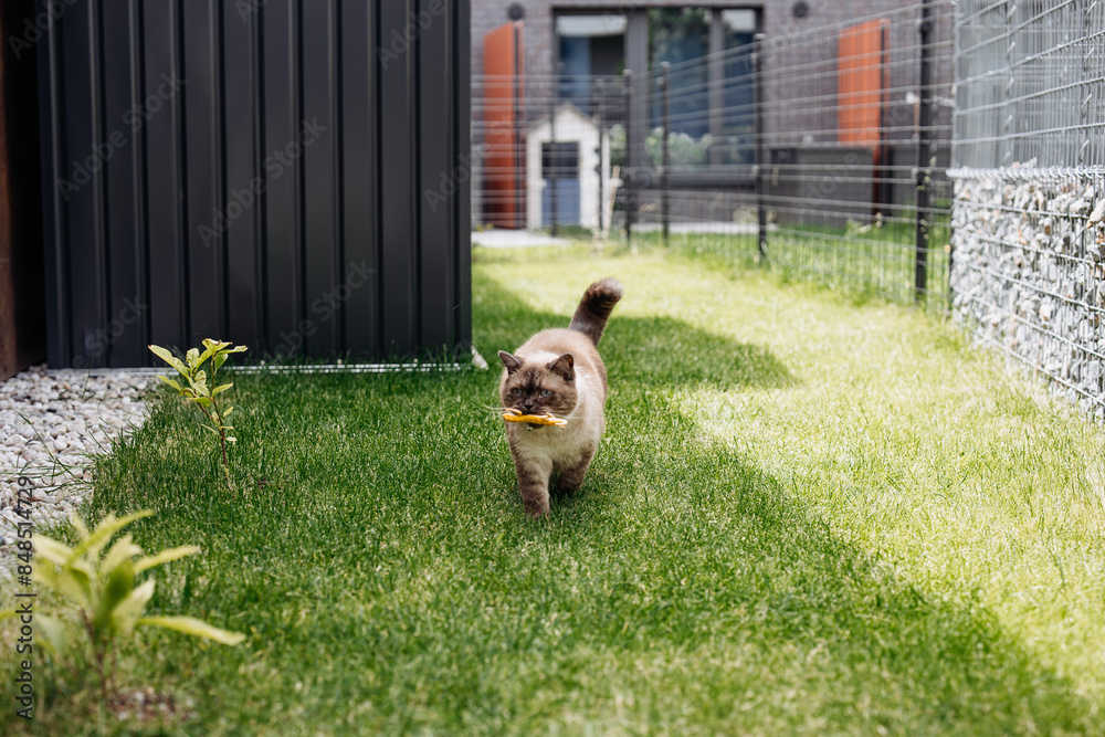 custom made wallpaper toronto digitalAdorable Scottish Straight Chocolate Point Cat Enthusiastically Captures a Lizard in Vibrant Garden