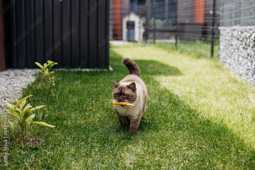 custom made wallpaper toronto digitalAdorable Scottish Straight Chocolate Point Cat Enthusiastically Captures a Lizard in Vibrant Garden