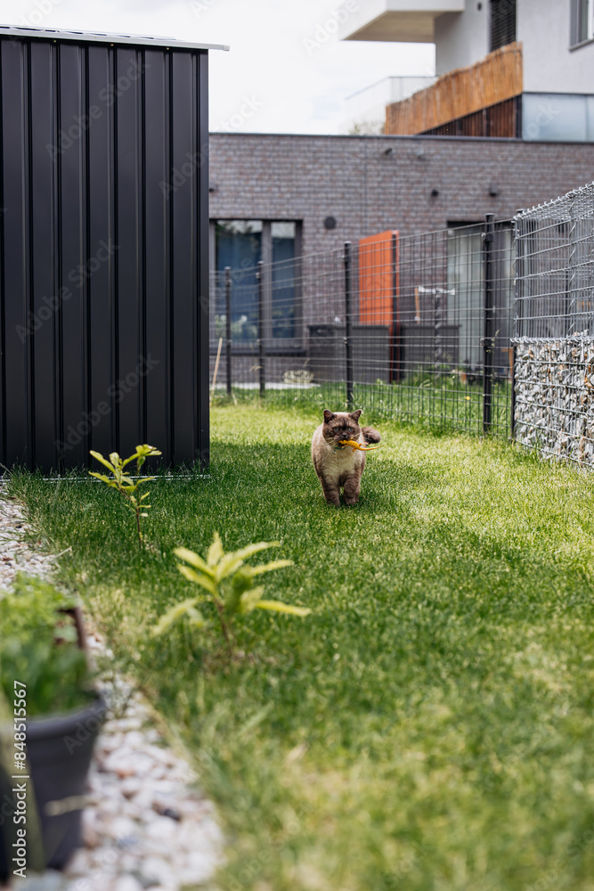 custom made wallpaper toronto digitalAdorable Scottish Straight Chocolate Point Cat Enthusiastically Captures a Lizard in Vibrant Garden
