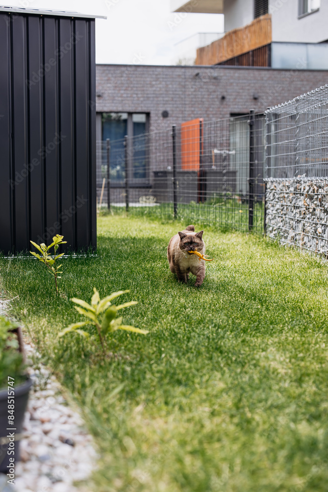 custom made wallpaper toronto digitalAdorable Scottish Straight Chocolate Point Cat Enthusiastically Captures a Lizard in Vibrant Garden