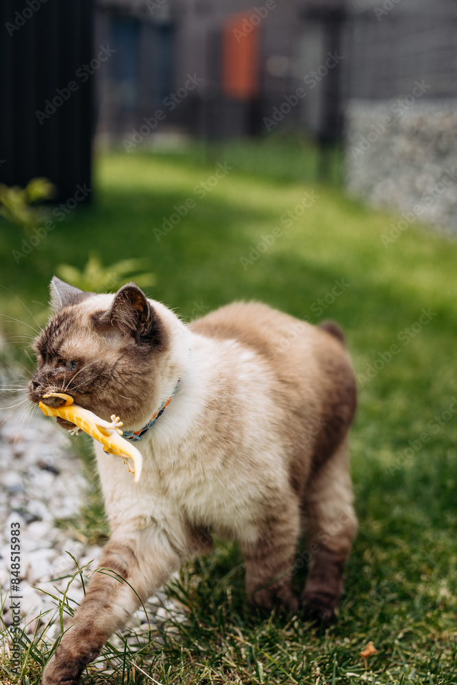 custom made wallpaper toronto digitalAdorable Scottish Straight Chocolate Point Cat Enthusiastically Captures a Lizard in Vibrant Garden