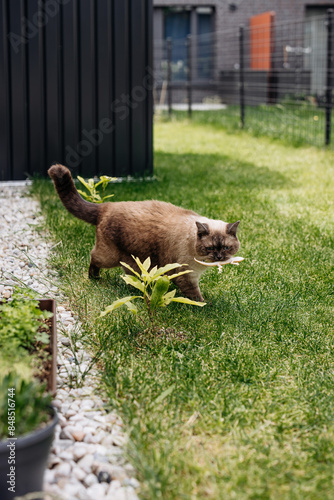 Wallpaper Mural Adorable Scottish Straight Chocolate Point Cat Enthusiastically Captures a Lizard in Vibrant Garden Torontodigital.ca