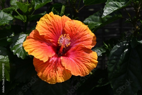 Hibiscus flowers. Malvaceae tropical flowering shrub. A tropical flowering shrub that blooms in vibrant colors such as red, yellow, white, pink, and orange.