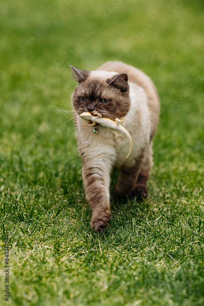 custom made wallpaper toronto digitalAdorable Scottish Straight Chocolate Point Cat Enthusiastically Captures a Lizard in Vibrant Garden