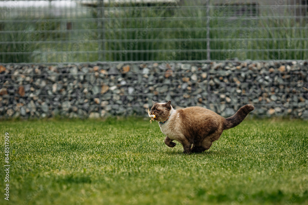 custom made wallpaper toronto digitalAdorable Scottish Straight Chocolate Point Cat Enthusiastically Captures a Lizard in Vibrant Garden