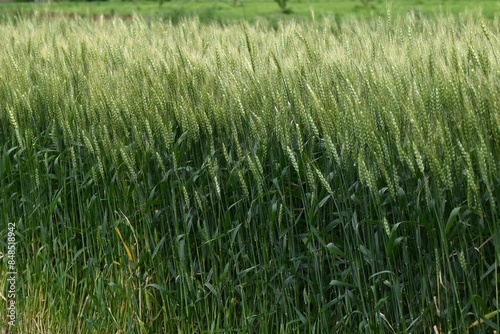 Wheat cultivation. Wheat is one of the three major cereal grains in the world, and is milled to produce flour, which is used as an ingredient in bread, noodles, sweets, and more.