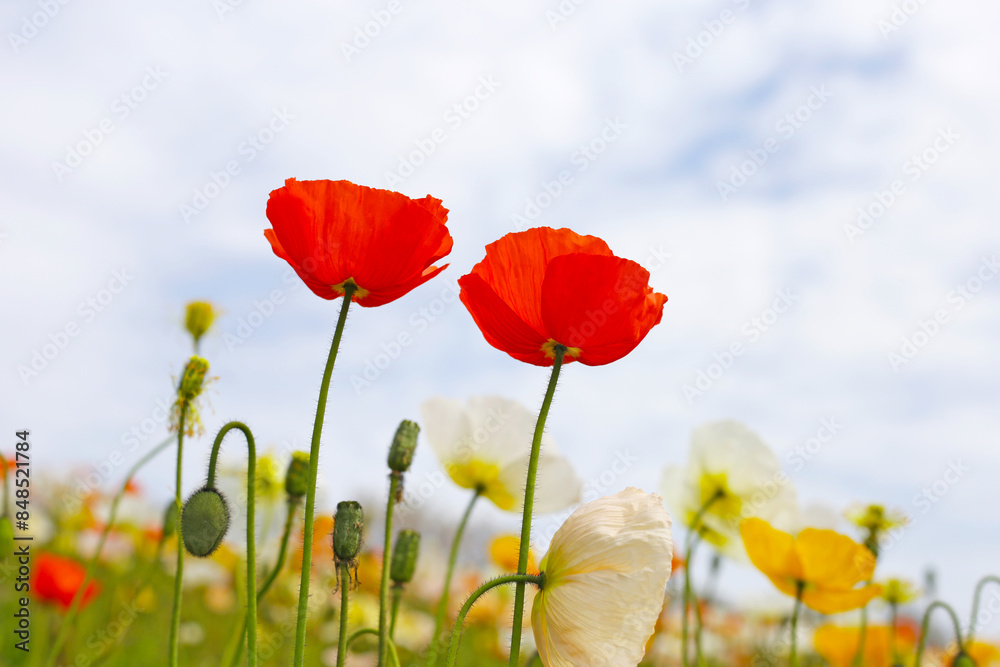 Beautiful poppy flower garden. The Expo 70 Commemorative Park, Osaka, Japan Beautiful poppy flower garden. The Expo 70 Commemorative Park, Osaka, Japan