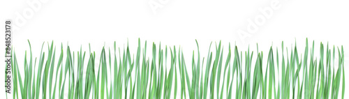 Green grass border isolated on white background. Copy space. Natural border. Background for design.