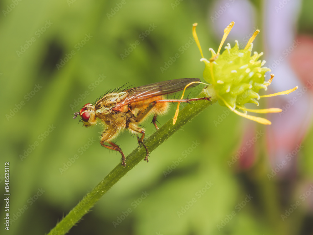 Naklejka premium Common Yellow Dung Fly resting