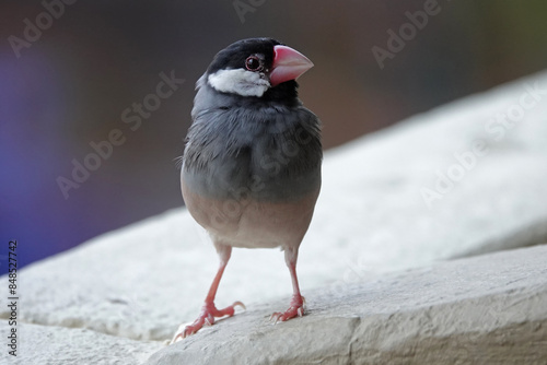 An adult Java sparrow is shown outdoors in a closeup view during the day, on Hawaii's Big Island. photo