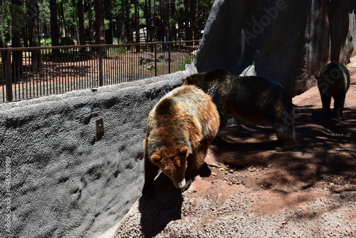 Multiple black bears walking around in their enclosure in Bearizona Wildlife Park photo