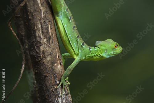Green Lizard on Branch look around
