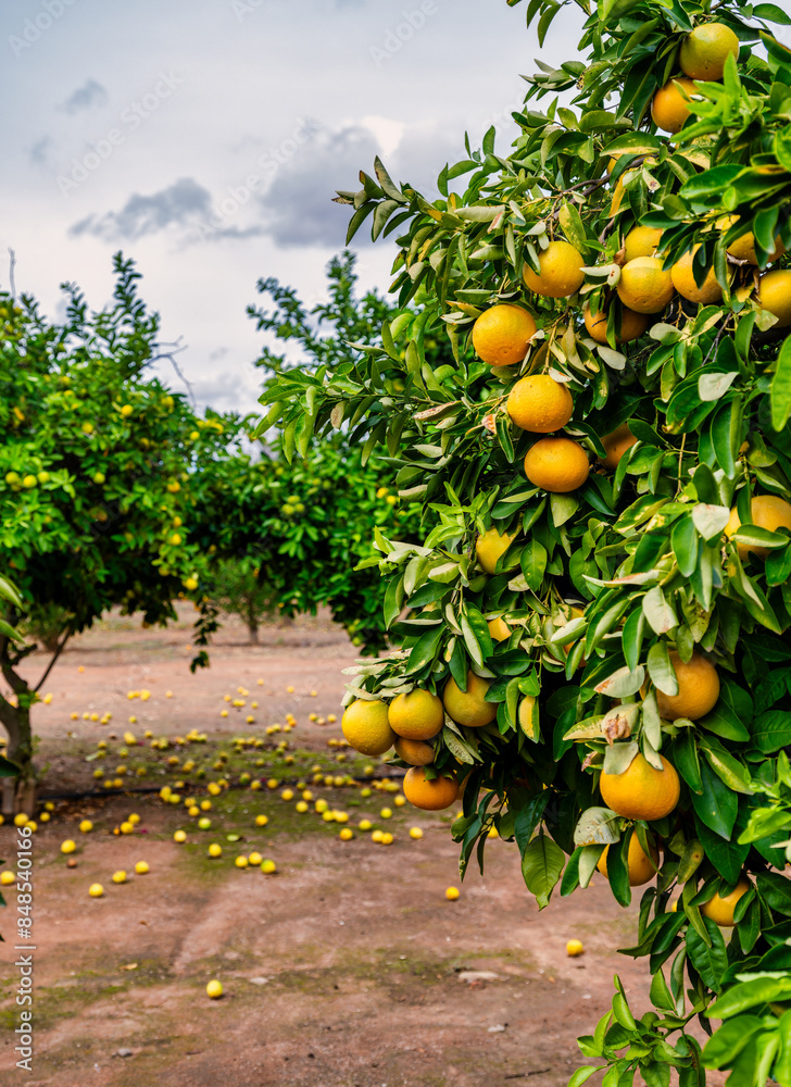 Lemon trees and fallen Lemon on the ground during season in Oudtshoorn, western cape, South Africa
