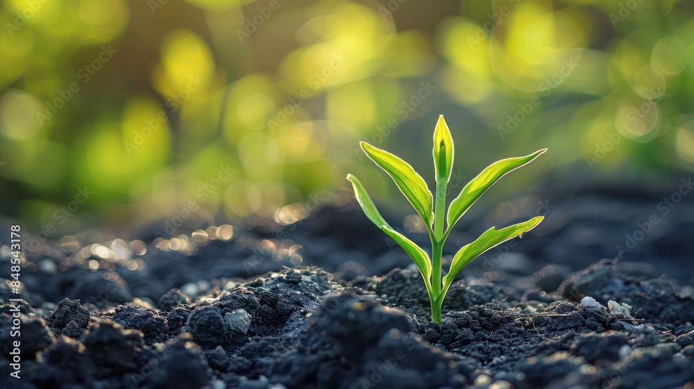 A close-up image of a young plant with vibrant green leaves sprouting from the dark fertile soil, backlit by warm sunlight