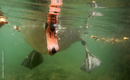Lustige Unterwasseraufnahme von einem Schwan der mit dem Schnabel etwas frisst