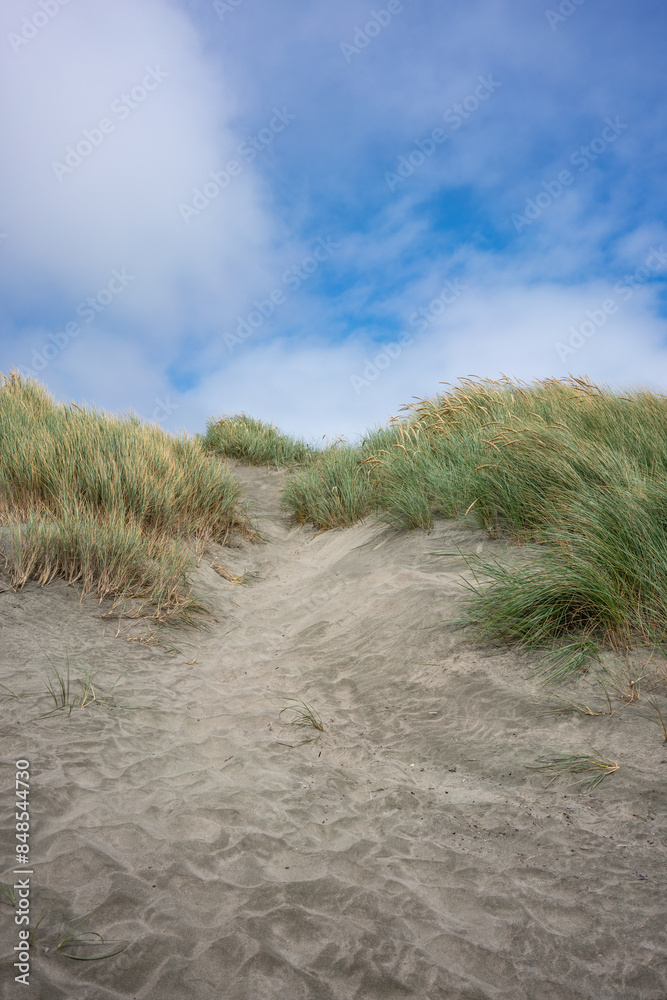 Tall grasses at the beach