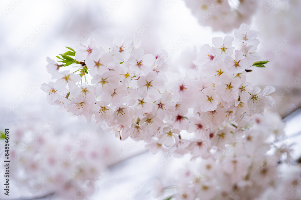 Spring flowers. Beautiful Cherry blossom tree, white flower. Blooming tree at spring, fresh white flowers on the branch of fruit tree, Spring blossom abstract background. Dreamy soft focus picture. Spring flowers. Beautiful Cherry blossom tree, white flower. Blooming tree at spring, fresh white flowers on the branch of fruit tree, Spring blossom abstract background. Dreamy soft focus picture.