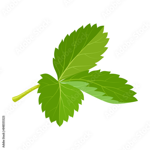 Vector illustration of fresh strawberry leaves, isolated on white background.