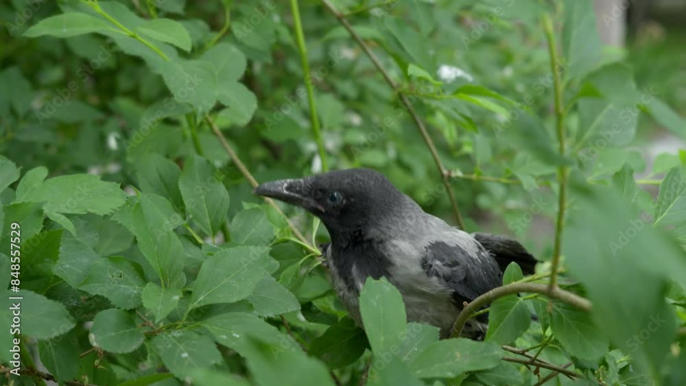 Baby crow sitting on a branch waiting for its mother Baby crow sitting on a branch waiting for its mother