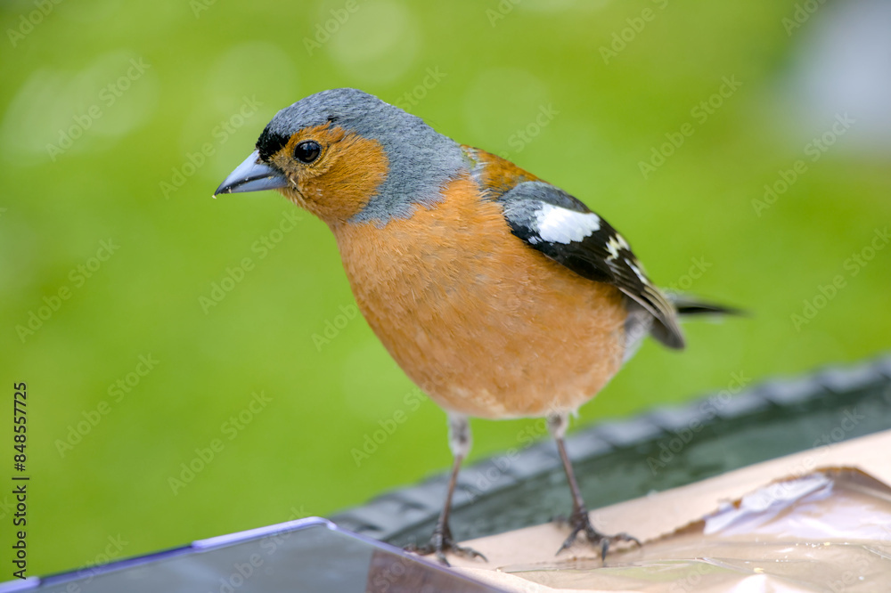 Bird