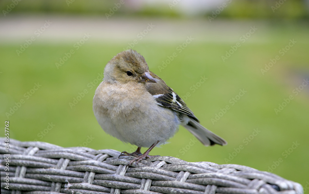 sparrow on a fence