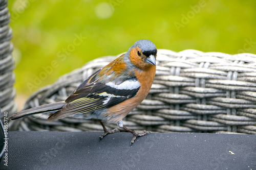 sparrow on a fence