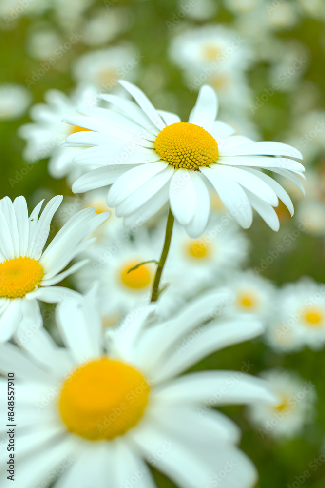 daisies in a garden