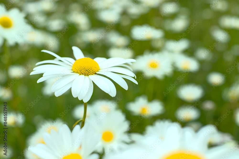 daisies on a meadow
