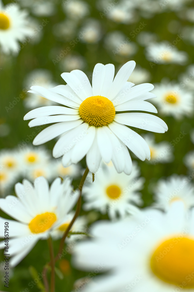 daisies in a field