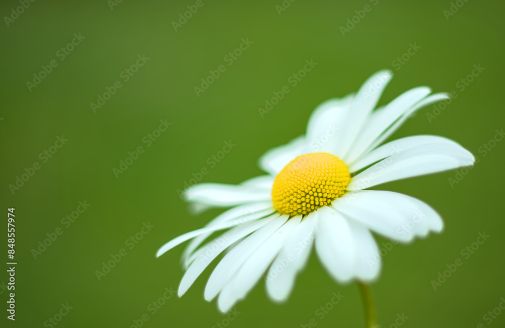 daisy flower close up