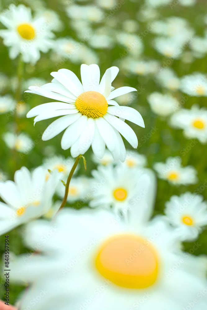 daisy and camomile