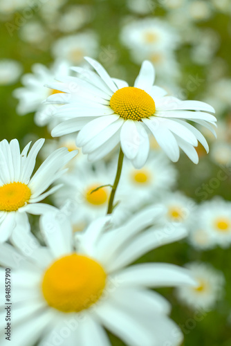 daisies in a garden