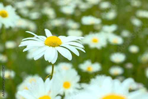 Obraz na płótnie daisies on a meadow w salonie