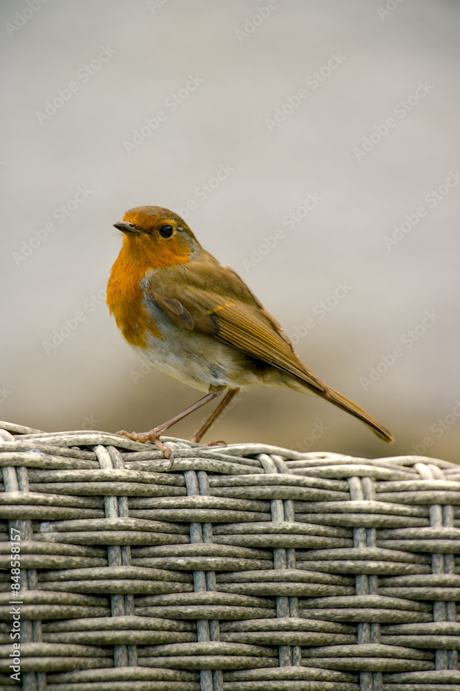 robin on the fence