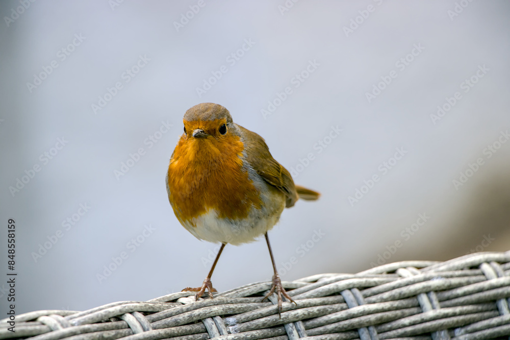 robin on a fence