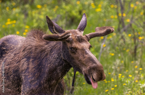 moose, Grand teton, Jackson Wyoming   photo