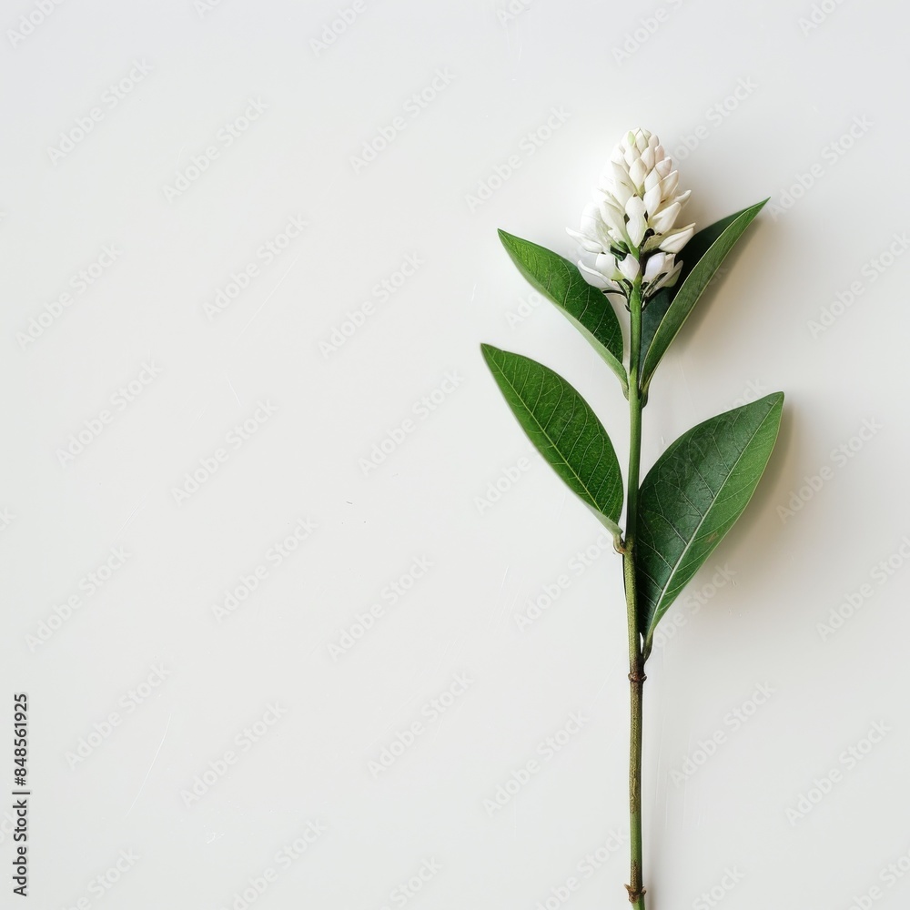 Obraz premium flower Photography, Eria javanica copy space on right, Isolated on white Background