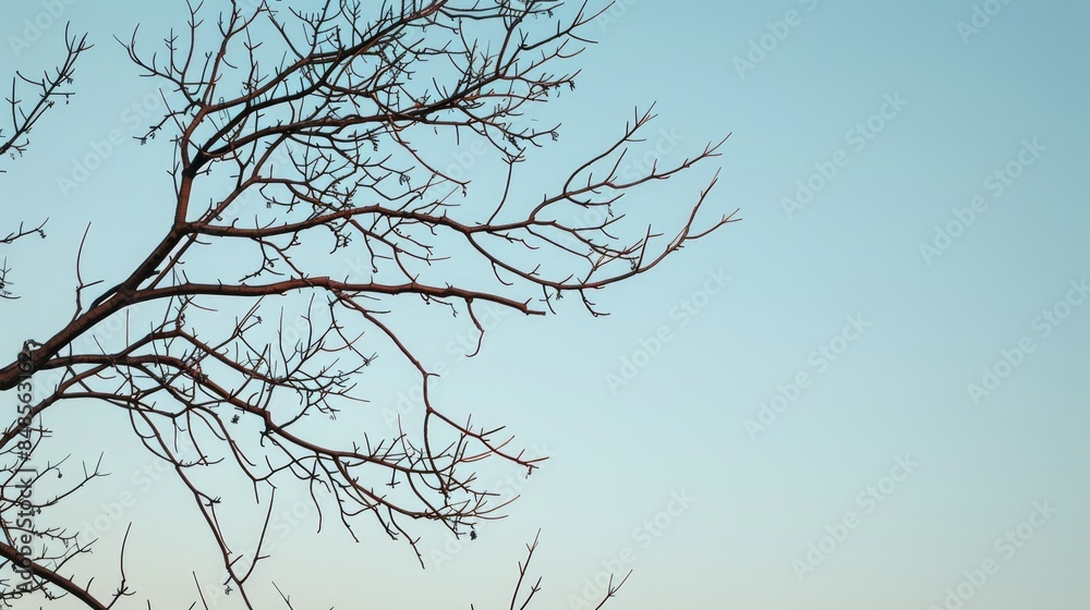 Random tree branches and twigs against a clear sky Background Texture Random tree branches and twigs against a clear sky Background Texture