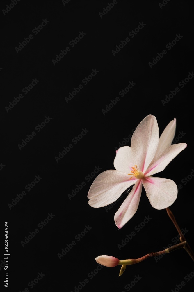 Fototapeta premium flower Photography, Spathoglottis plicata, copy space on right, Isolated on Black Background