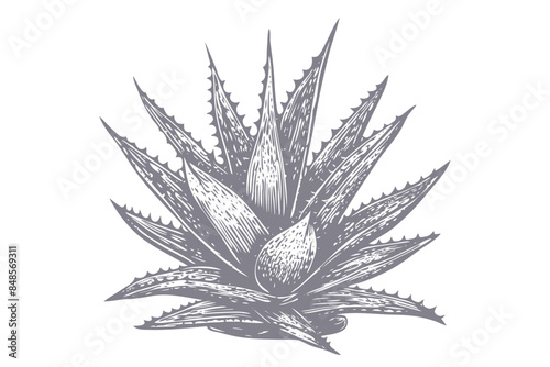 Aloe Vera sketch hand drawn illustration, vector botanical drawing. Aloe Vera leaves botanical sketch or hand drawn pencil and ink pen monochrome