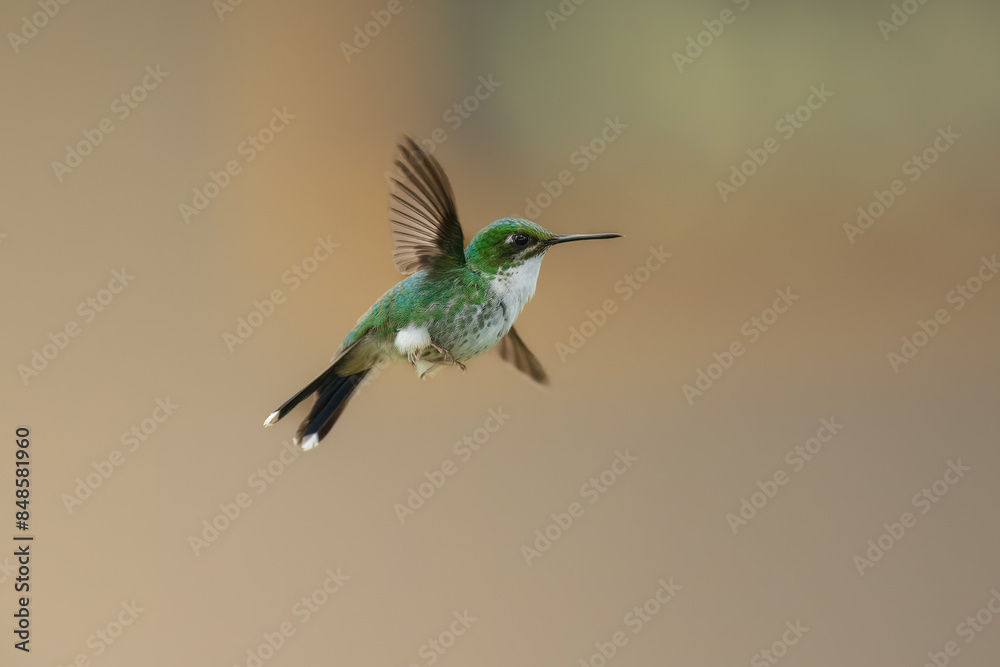 Fototapeta premium White-booted racket-tail, Female (Ocreatus underwoodii) Ecuador, 4k resolution, 