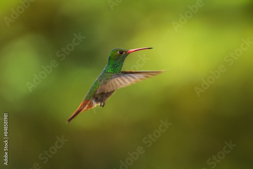 Rufous-tailed hummingbird (Amazilia tzacatl) flying to pick up nectar from a beautiful flower . Action wildlife scene from nature. photo