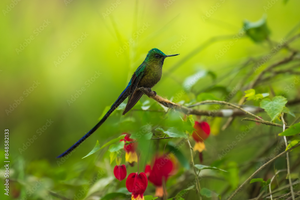 Fototapeta premium Violet-tailed Sylph - Aglaiocercus coelestis, beautiful long tailed hummingbird of South America, Mindo, Ecuador, 4K resolution